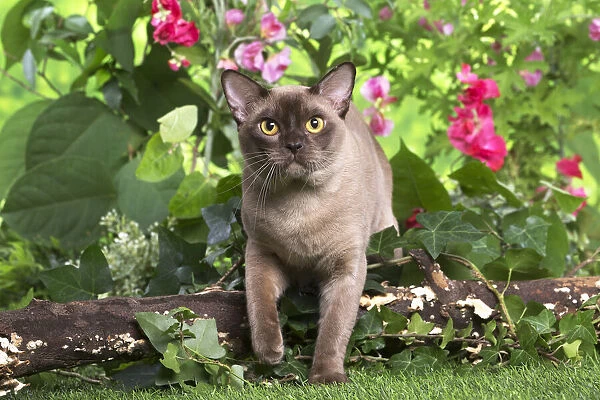 13131816. Burmese cat outdoors in the garden Date
