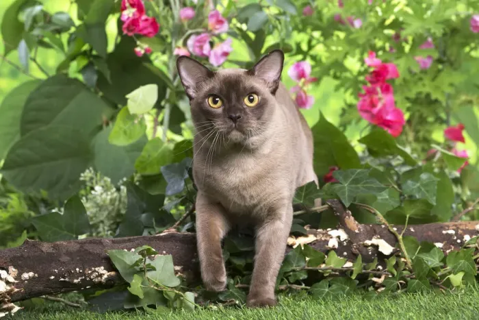Framed Print : 13131816. Burmese cat outdoors in the garden Date Framed Print : 13131816. Burmese cat outdoors in the garden Date