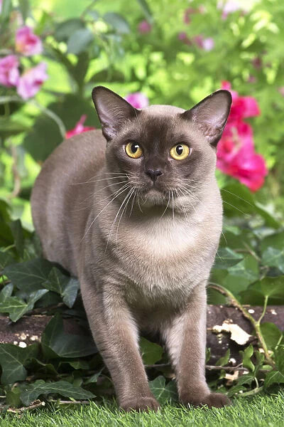 13131817. Burmese cat outdoors in the garden Date