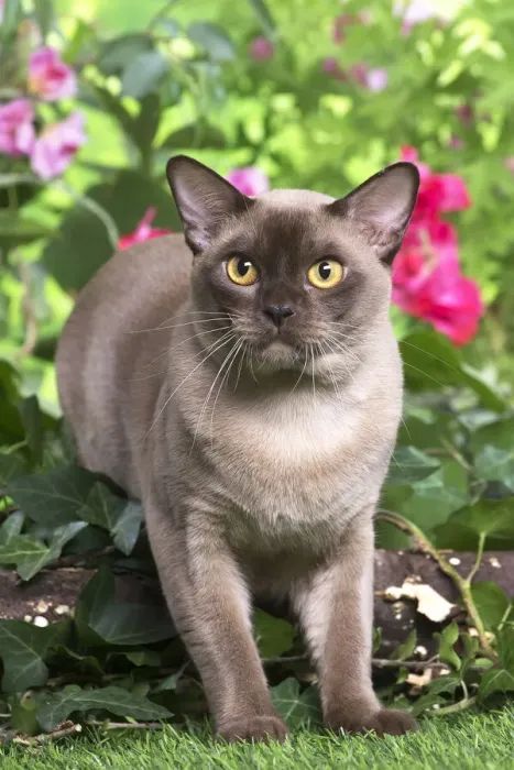 Framed Print : 13131817. Burmese cat outdoors in the garden Date