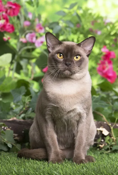 Framed Print : 13131818. Burmese cat outdoors in the garden Date Framed Print : 13131818. Burmese cat outdoors in the garden Date