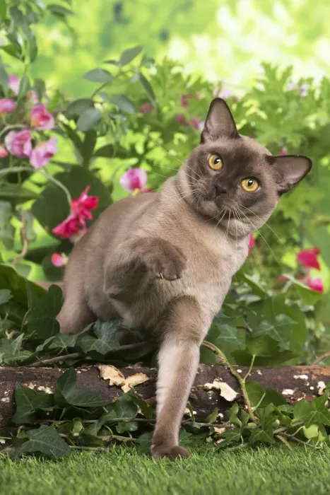 Framed Print : 13131819. Burmese cat outdoors in the garden Date Framed Print : 13131819. Burmese cat outdoors in the garden Date