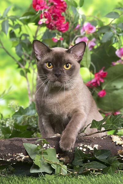 13131820. Burmese cat outdoors in the garden Date