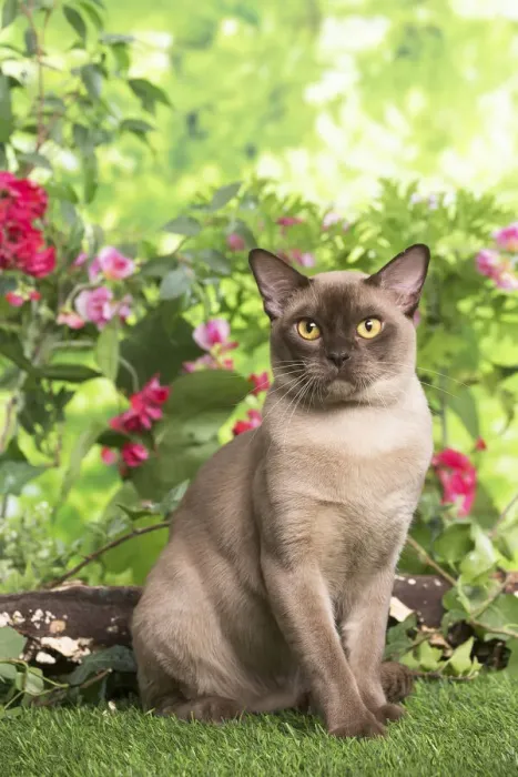 Framed Print : 13131821. Burmese cat outdoors in the garden Date Framed Print : 13131821. Burmese cat outdoors in the garden Date