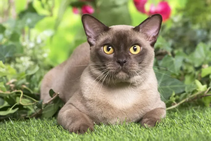 Framed Print : 13131822. Burmese cat outdoors in the garden Date Framed Print : 13131822. Burmese cat outdoors in the garden Date
