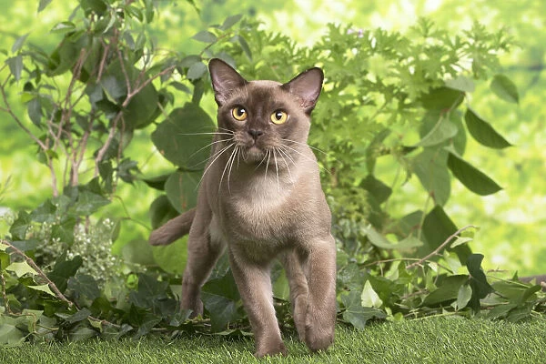 13131823. Burmese cat outdoors in the garden Date