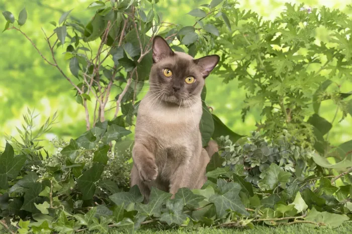 Framed Print : 13131824. Burmese cat outdoors in the garden Date Framed Print : 13131824. Burmese cat outdoors in the garden Date
