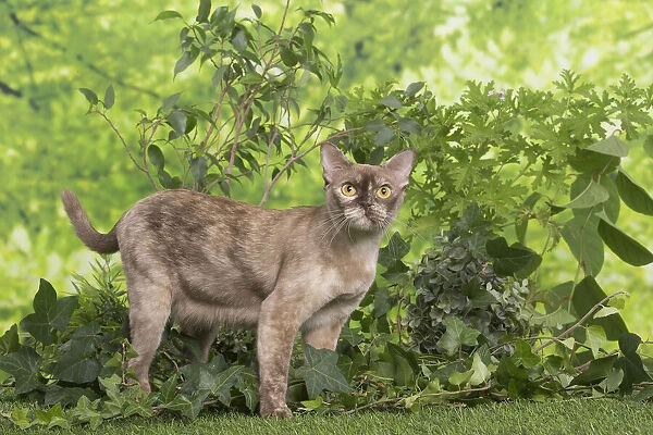 13131825. Burmese cat outdoors in the garden Date