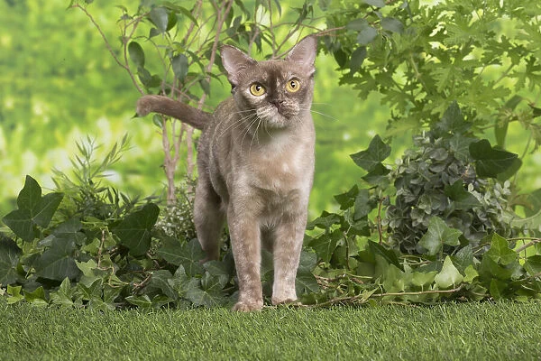13131826. Burmese cat outdoors in the garden Date