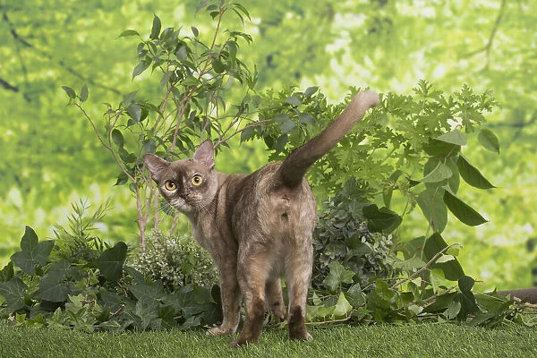 13131827. Burmese cat outdoors in the garden Date