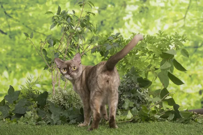 Framed Print : 13131827. Burmese cat outdoors in the garden Date Framed Print : 13131827. Burmese cat outdoors in the garden Date