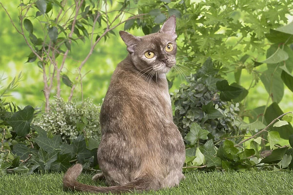 13131828. Burmese cat outdoors in the garden Date