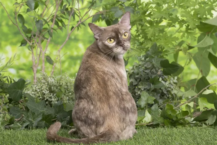 Framed Print : 13131828. Burmese cat outdoors in the garden Date Framed Print : 13131828. Burmese cat outdoors in the garden Date