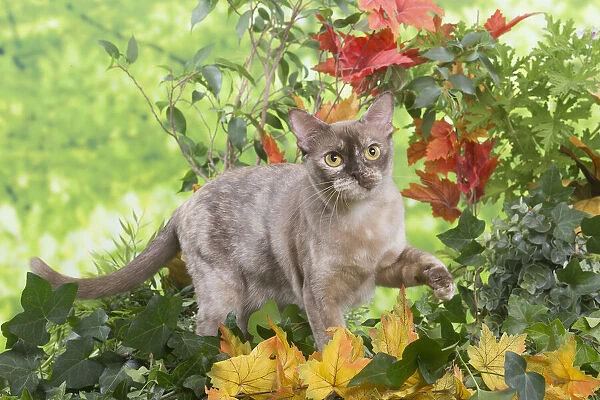 13131829. Burmese cat outdoors in the garden Date