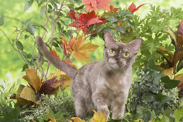 13131830. Burmese cat outdoors in the garden Date