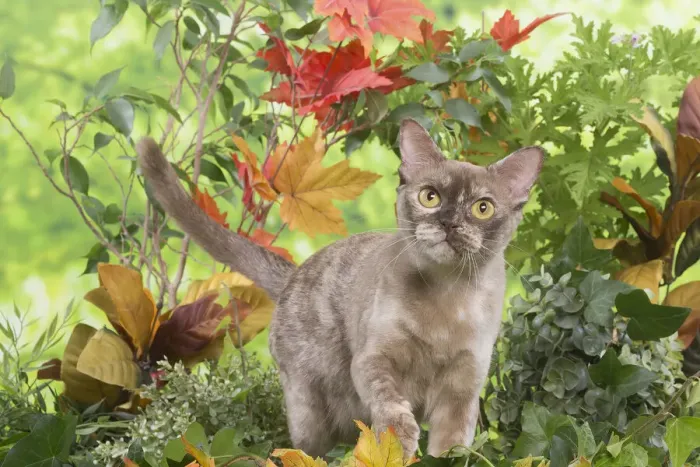 Framed Print : 13131830. Burmese cat outdoors in the garden Date Framed Print : 13131830. Burmese cat outdoors in the garden Date