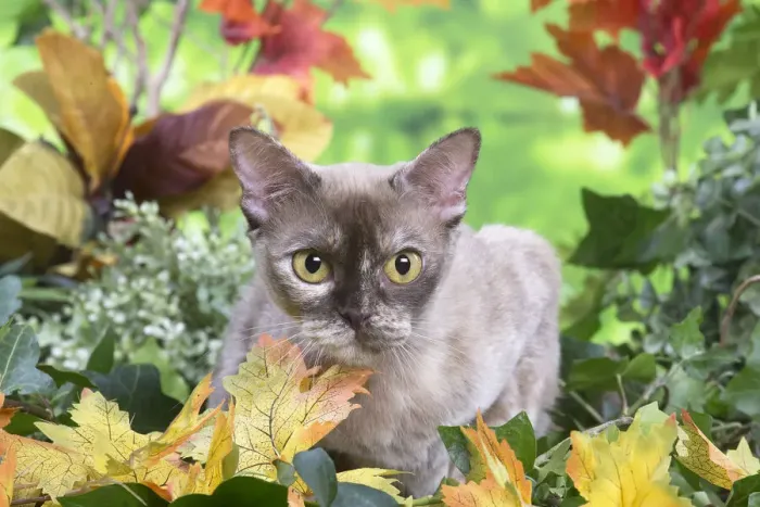 Framed Print : 13131832. Burmese cat outdoors in the garden Date Framed Print : 13131832. Burmese cat outdoors in the garden Date