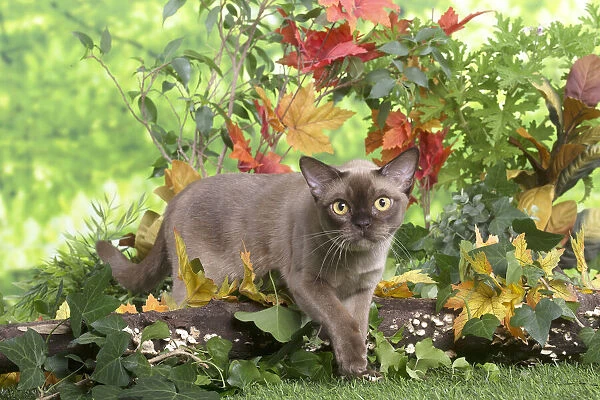 13131833. Burmese cat outdoors in the garden Date