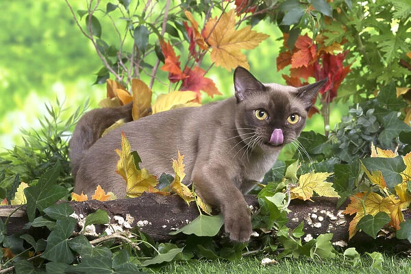 13131834. Burmese cat outdoors in the garden Date
