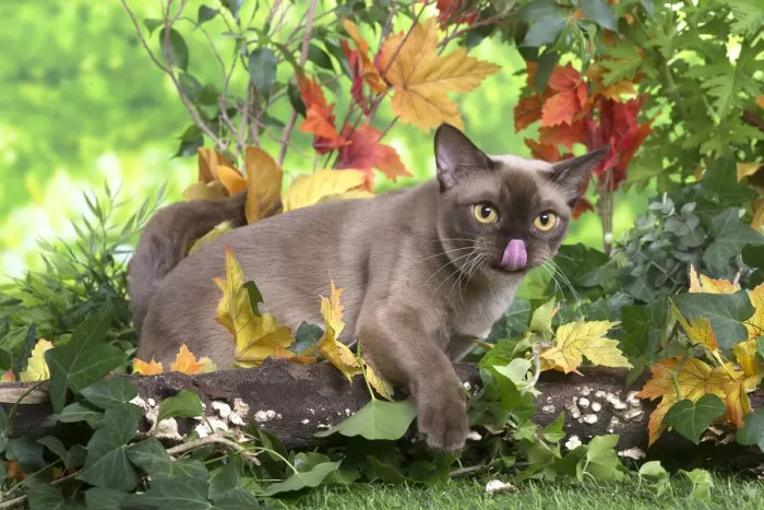 Framed Print : 13131834. Burmese cat outdoors in the garden Date Framed Print : 13131834. Burmese cat outdoors in the garden Date