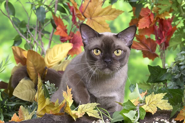 13131835. Burmese cat outdoors in the garden Date