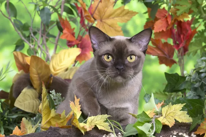 Framed Print : 13131835. Burmese cat outdoors in the garden Date Framed Print : 13131835. Burmese cat outdoors in the garden Date