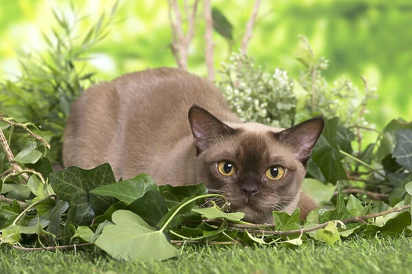 13131836. Burmese cat outdoors in the garden Date