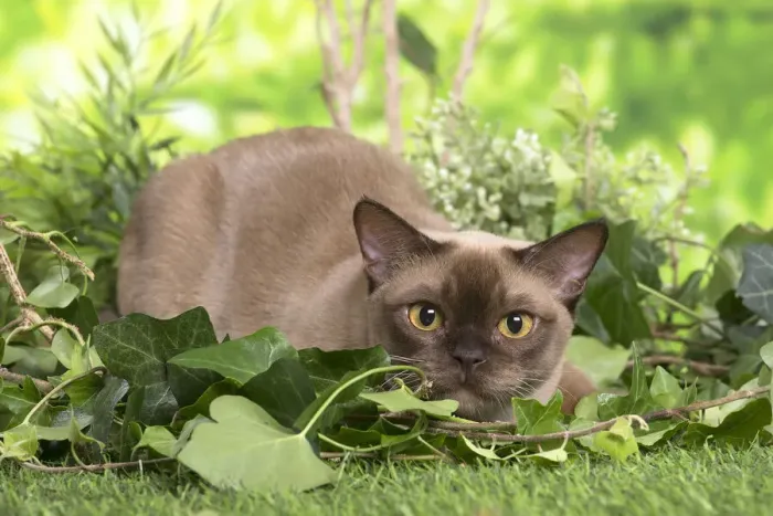 Framed Print : 13131836. Burmese cat outdoors in the garden Date Framed Print : 13131836. Burmese cat outdoors in the garden Date