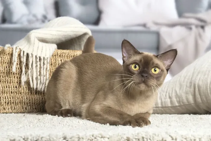 Framed Print : 13131838. Burmese cat indoors Date Framed Print : 13131838. Burmese cat indoors Date