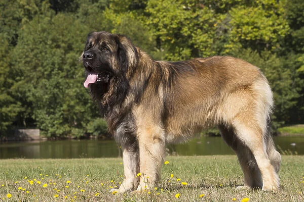 13131839. Leonberger dog outdoors Date