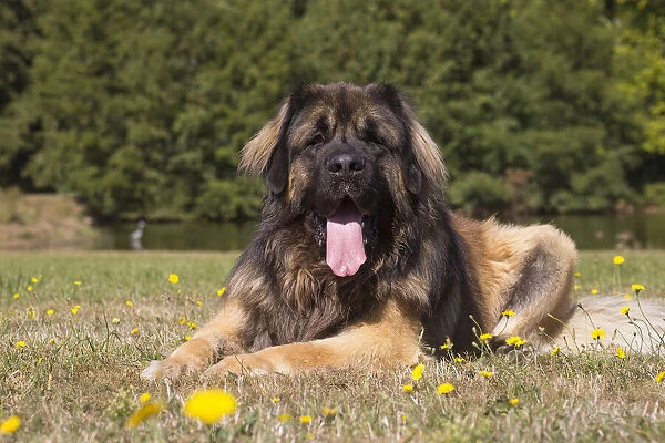 13131840. Leonberger dog outdoors Date