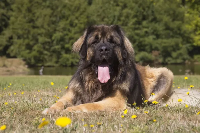 Framed Print : 13131840. Leonberger dog outdoors Date Framed Print : 13131840. Leonberger dog outdoors Date