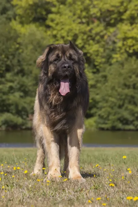 Framed Print : 13131841. Leonberger dog outdoors Date Framed Print : 13131841. Leonberger dog outdoors Date