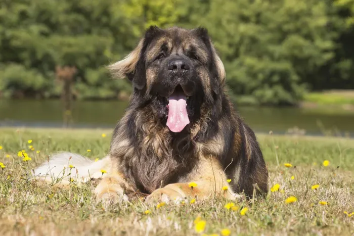 Framed Print : 13131842. Leonberger dog outdoors Date Framed Print : 13131842. Leonberger dog outdoors Date
