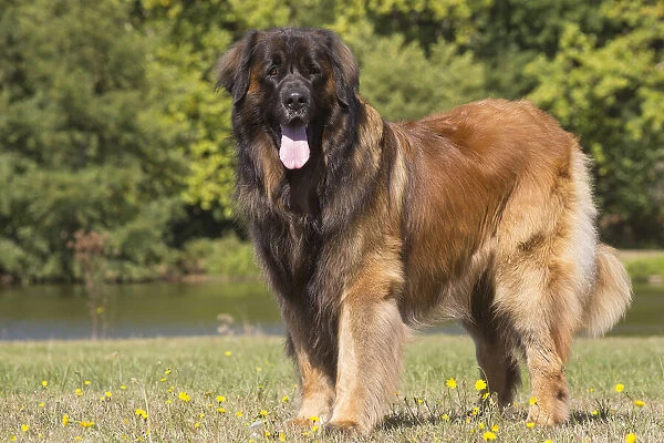 13131843. Leonberger dog outdoors Date