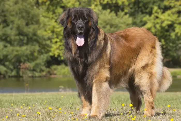 Framed Print : 13131843. Leonberger dog outdoors Date Framed Print : 13131843. Leonberger dog outdoors Date