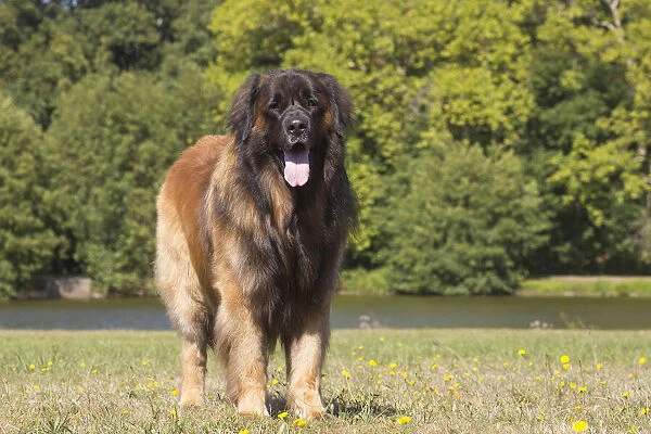 13131844. Leonberger dog outdoors Date