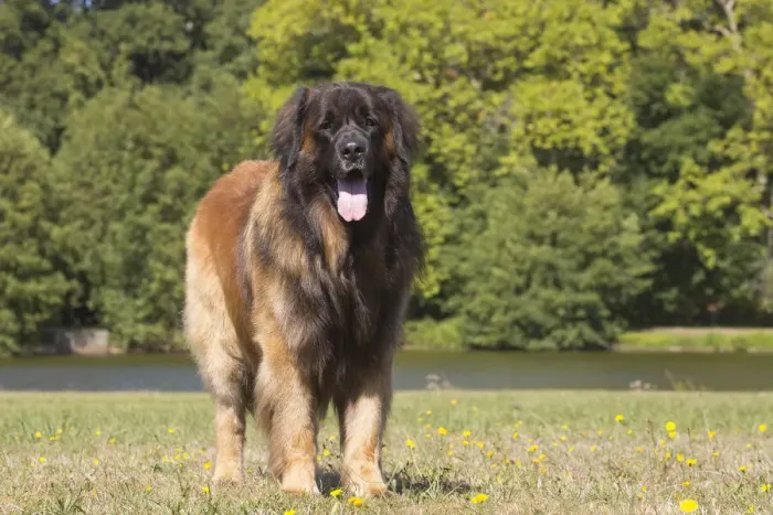 Framed Print : 13131844. Leonberger dog outdoors Date Framed Print : 13131844. Leonberger dog outdoors Date