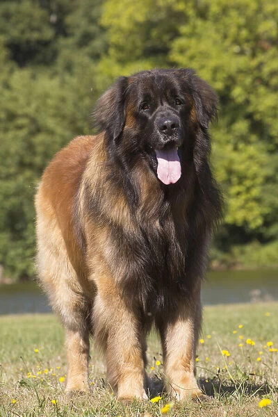 13131845. Leonberger dog outdoors Date