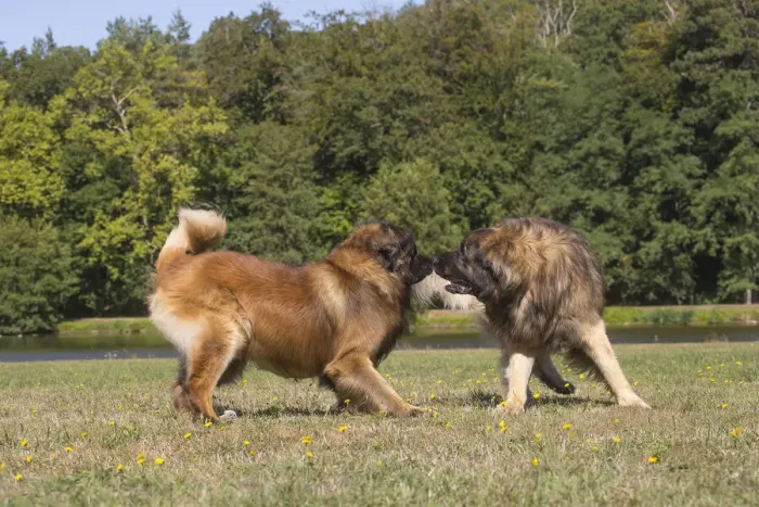 Framed Print : 13131846. Leonberger dog outdoors Date Framed Print : 13131846. Leonberger dog outdoors Date