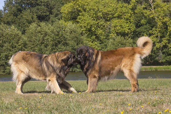 13131847. Leonberger dog outdoors Date