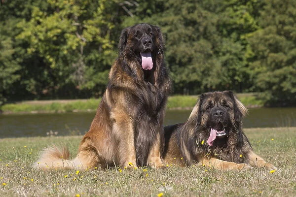 13131849. Leonberger dog outdoors Date