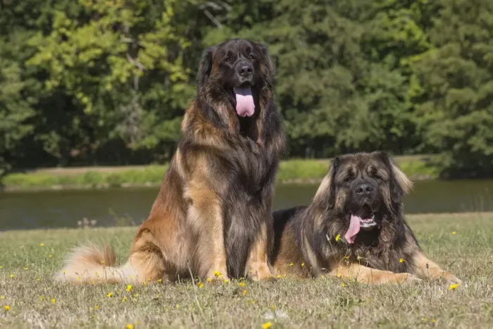 Framed Print : 13131849. Leonberger dog outdoors Date Framed Print : 13131849. Leonberger dog outdoors Date