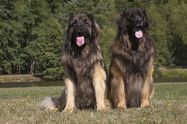 13131850. Leonberger dog outdoors Date