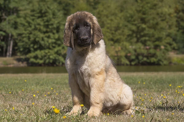 13131851. Leonberger puppy outdoors Date