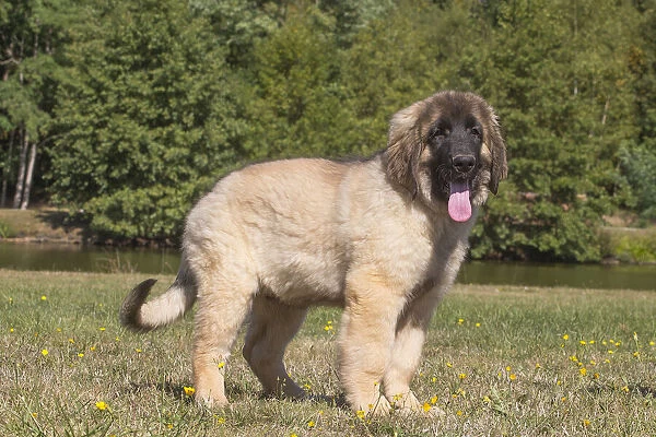 13131853. Leonberger puppy outdoors Date