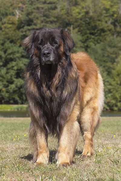 13131855. Leonberger dog outdoors Date