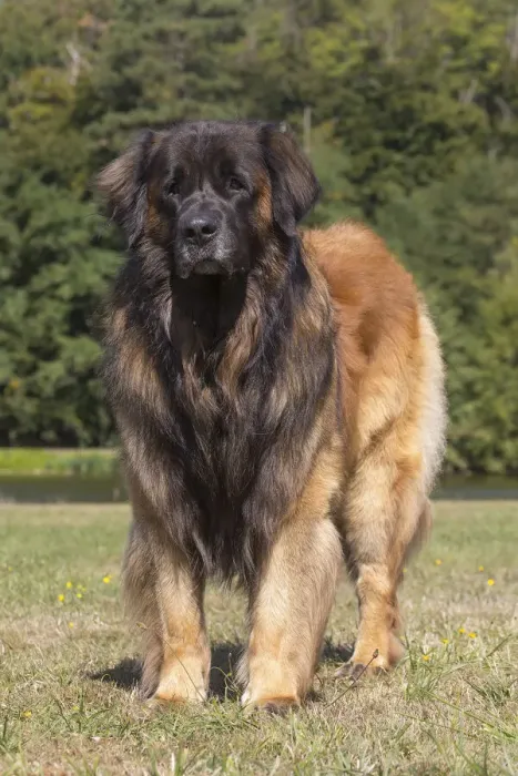 Framed Print : 13131855. Leonberger dog outdoors Date Framed Print : 13131855. Leonberger dog outdoors Date