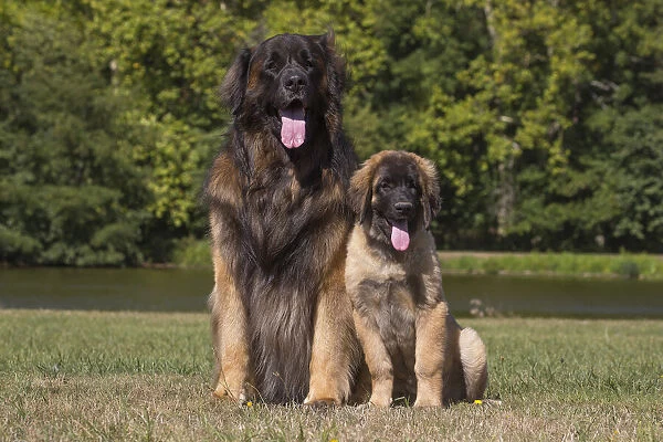 13131856. Leonberger dog outdoors Date