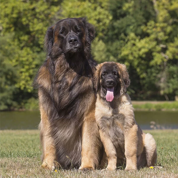 13131857. Leonberger dog outdoors Date